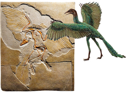 archeopterxy