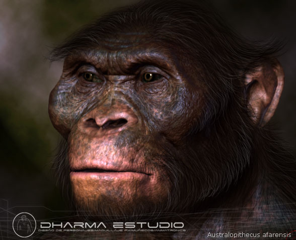 Australopithecus afarensis Australopithecus afarensis