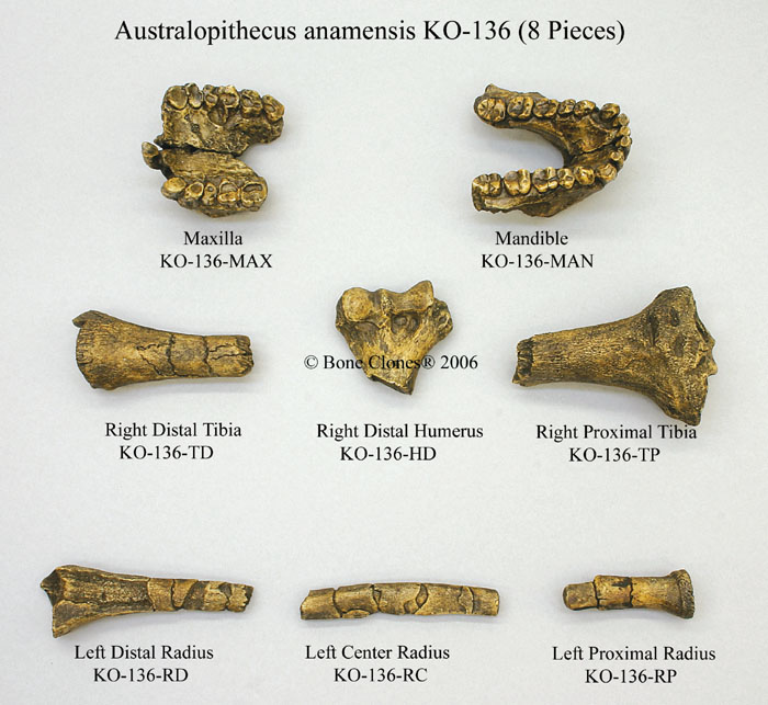 australopithecus_anamensis