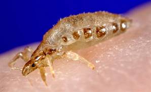 ABD, Florida Üniversitesi’nden Dr. David Reed’in bitler üstünde yaptığı araştırmaya göre insanlar giyinmeye 170 bin yıl önce başladı. İlk giysilerin sağlam kalamadığı için arkeolojik kazılardan çıkmadığını, bu nedenle tam zamanın belirlenmesinin mümkün olmadığını söyleyen Reed, DNA diziliminden faydalandı. Giysi bitinin insanda görülen vücut bitinden genetik olarak ilk ne zaman ayrıldığını hesapladı. Çalışmaya göre insanlar vücut kılları olmadan ve çıplak halde uzun bir süre geçirdi, Afrika’dan göç ettikleri sırada giyinmeye başladı. Diğer parazitlerden farklı olarak bitler, uzun evrimsel periyotlar boyunca yaşayabiliyor.