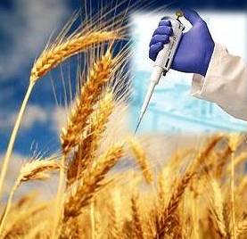 Buğday ve Biyoteknoloji