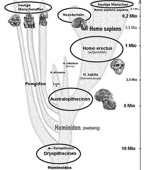 hominiden2