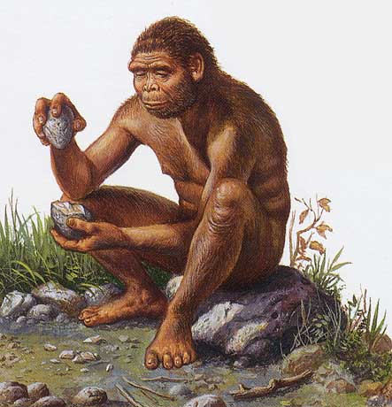 homo habilis 3.jpg