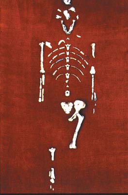 Lucy'nin bulunan kemikleri.jpg