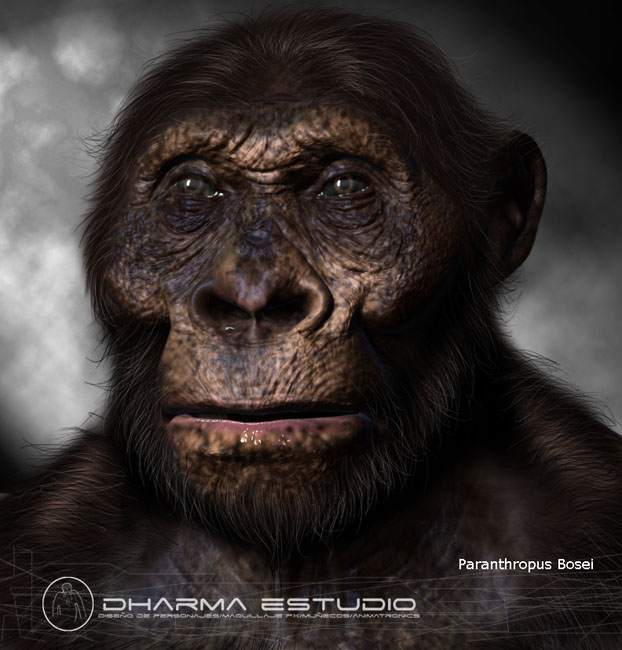 Paranthropus boisei Paranthropus boisei