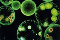 Eşeyli üremenin evrimi