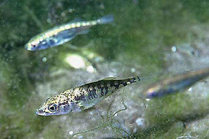 HB5WtGLX_482d5b1915fd_Pxgen_r_300xA