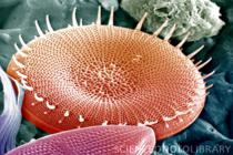 Tek hücrelilerin evrimi