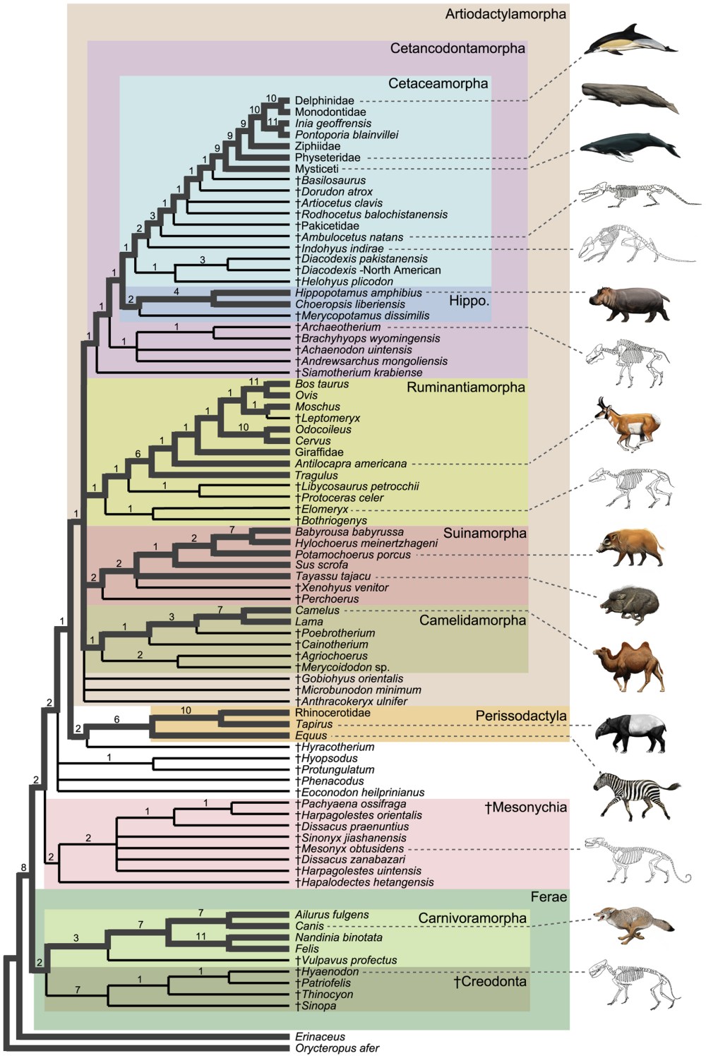 Artiodactylamorpha Genetik evrim şeması Artiodactylamorpha içerisinde, Cetacea'ların yerlerini göstermektedir