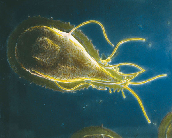 Canlılığın Gelişimi – Küçüklerin Dünyası