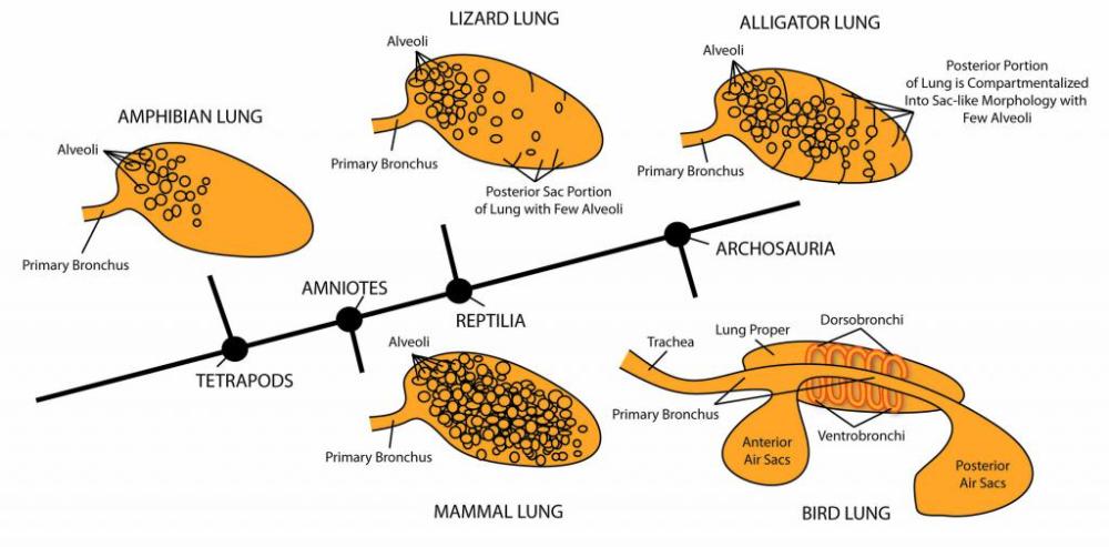 Akciğerlerin Evrimi (Büyütmek için Tıkla)