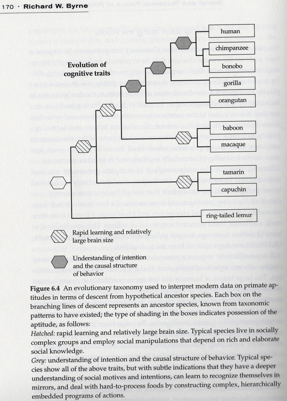Primatlarda Bilinç Gelişimi