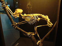 250px-Proconsul_skeleton_reconstitution_(University_of_Zurich)