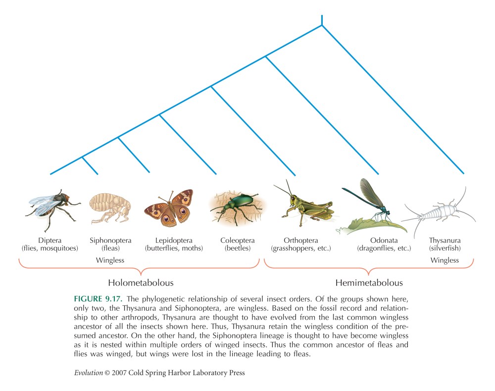 Böceklerin soy agaci