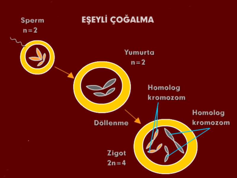 Eşeyli Çoğalma Eşeyli Çoğalma
