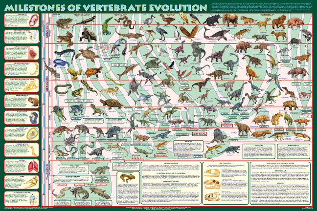 Zeittafel der Evolution der Arten