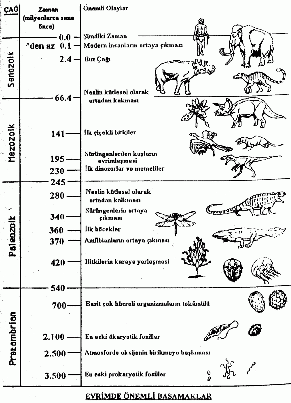evrimde önemli basamaklar
