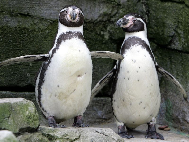 im-zoo-bremerhaven-maennlichen-pinguine-mangel-artgenossen-