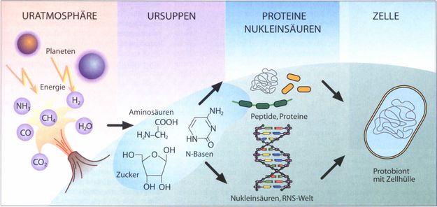 İlk Hücrenin Oluşumu