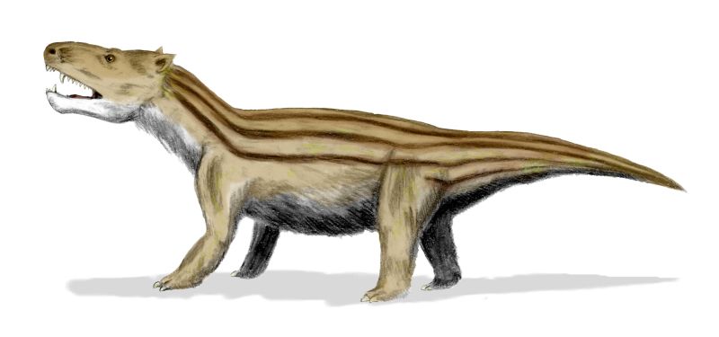cynognathus