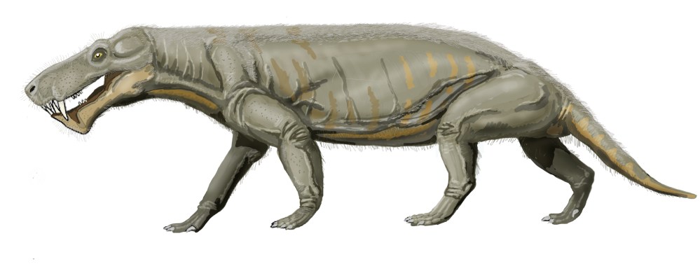Gorgonops_whaitsii