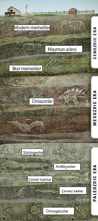 FOSİL KATMANLAR FOSİL KATMANLAR