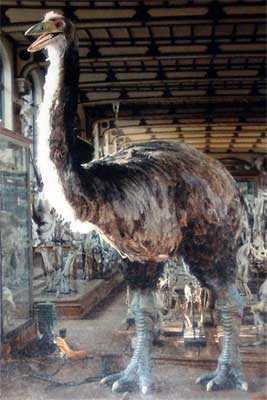 Aepyornis
