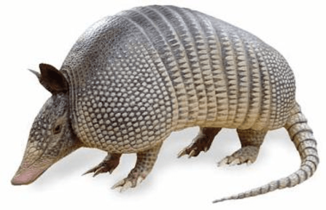 armadillo_22858
