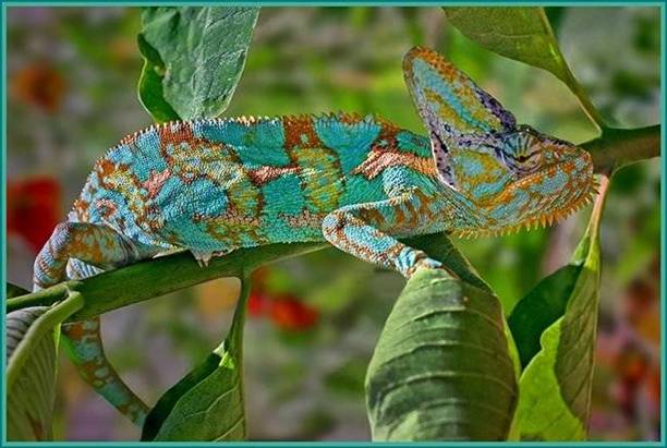 cameleon