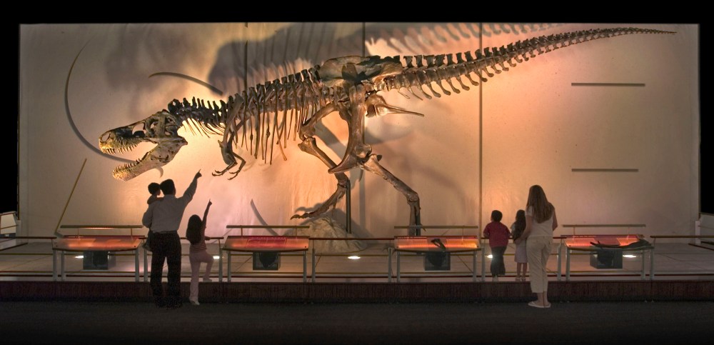 Türkiye'de dinozor fosili bulunabilir mi? Türkiye'de dinozor fosili bulunabilir mi?