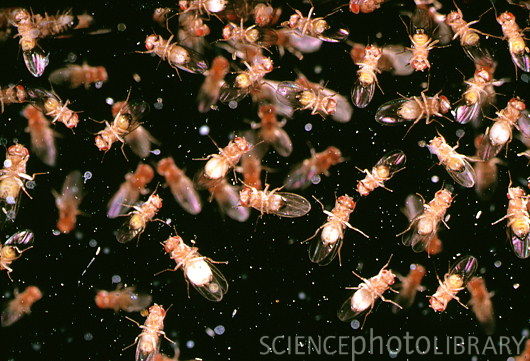 Drosophila_melanogaster-SPL