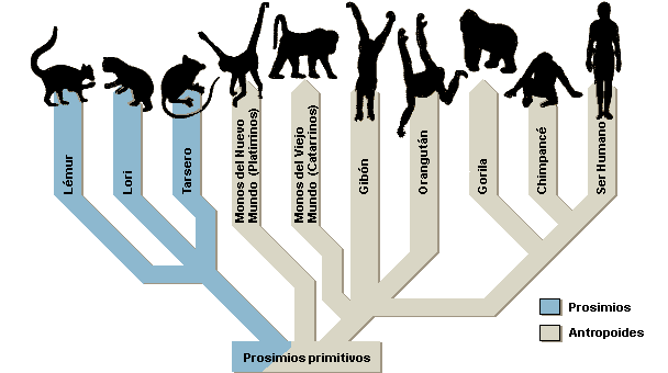 evolucion_primates_modernos