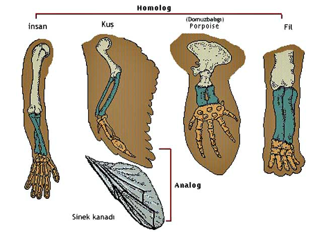 homolog_ve_analog_organ_1