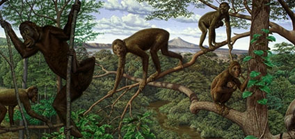 Miocene Ape: Proconsul Miocene Ape: Proconsul