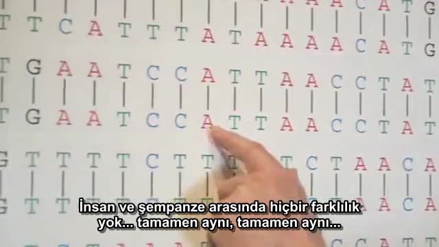 sempanze insan genomu karsilastirmasi
