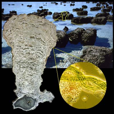 stromatolites fosili2