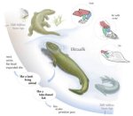 tiktaalik3