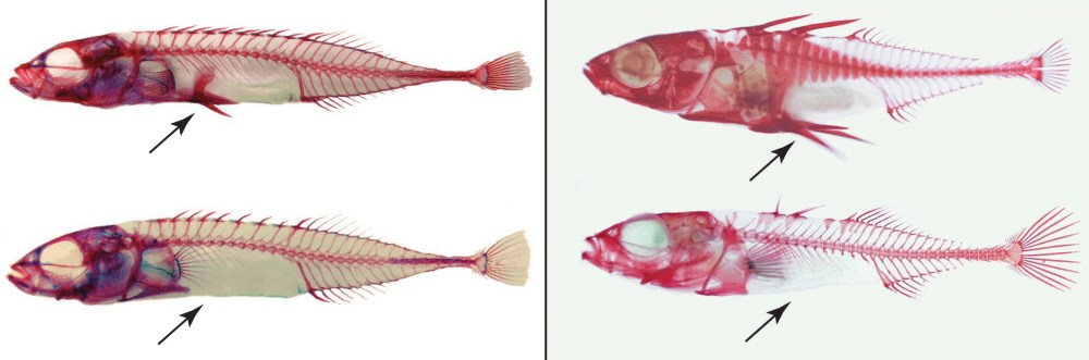 Diken Balıklarının Hızlı Evrimi Diken Balıklarının Hızlı Evrimi