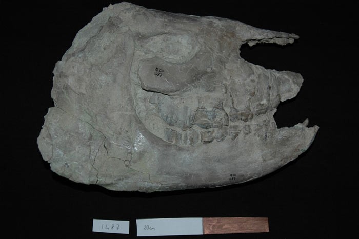 183992-35yiloncekianadolu7