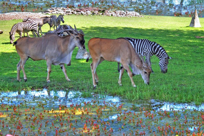 183994-35yiloncekianadolu9