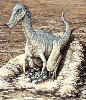 Baba dinozor da yumurtalara bakıyordu