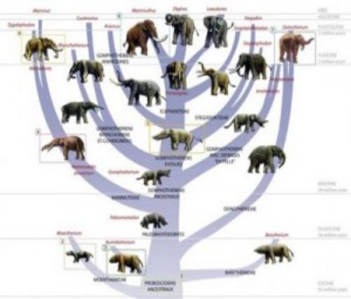 elephant_evolution_01-300x226_500x426