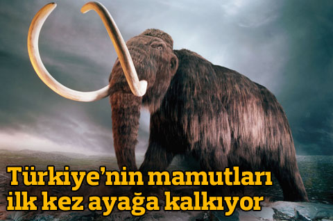 Türkiye'nin mamutları ilk kez ayağa kalkıyor