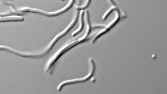 mikrobe-erbgut-veraendert-540x304