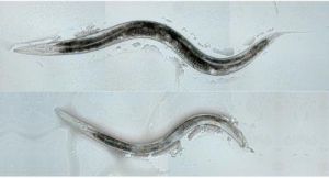 Image comment: The larger worm in the top image is a hermaphrodite -- a worm with male and female organs -- while the worm on the bottom is male. Image credits: Jamie White, University of Utah