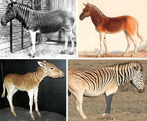 the-quagga