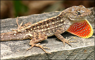 Normal şartlarda toprakta sürünen Anolis sagrei türü, düşmanıyla karşılaşınca av olmamak için ağaca çıkmayı öğreniyor. Fotoğraf: Bob Maul.