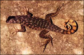 Leiocephalus carinatus sürüngenleri deneyde avcı tür olarak kullanıldı. Leiocephalus carinatus sürüngenleri deneyde avcı tür olarak kullanıldı.