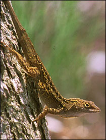 Anolis'ler yem olmamak için ağaca tırmanmayı öğreniyorlar. Anolis'ler yem olmamak için ağaca tırmanmayı öğreniyorlar.