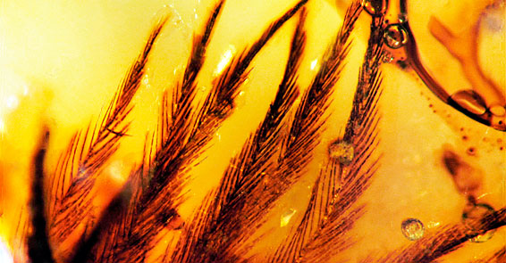 70-milyon-yillik-sir-boyle-cozuldu--1628888